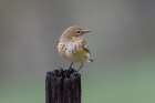 Yellow-rumped warbler in winter plumage. Art Print